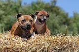 STAFFIE 106